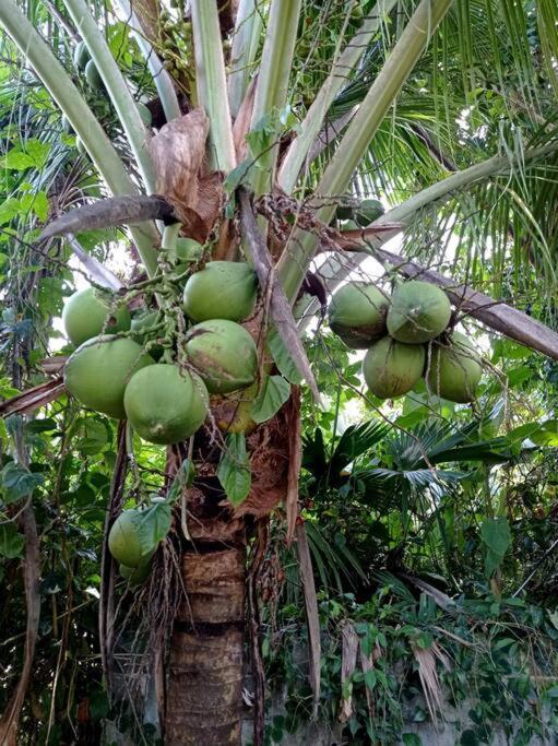 Вилла Green Papaya Puerto Viejo de Talamanca Экстерьер фото